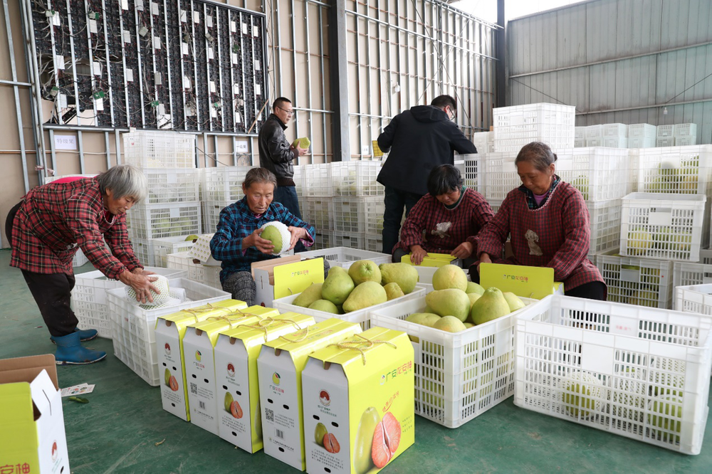 广安龙安柚已成功申报为全国名特优新农产品