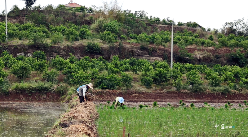 内江市市中区水稻种植跑出“快节奏”