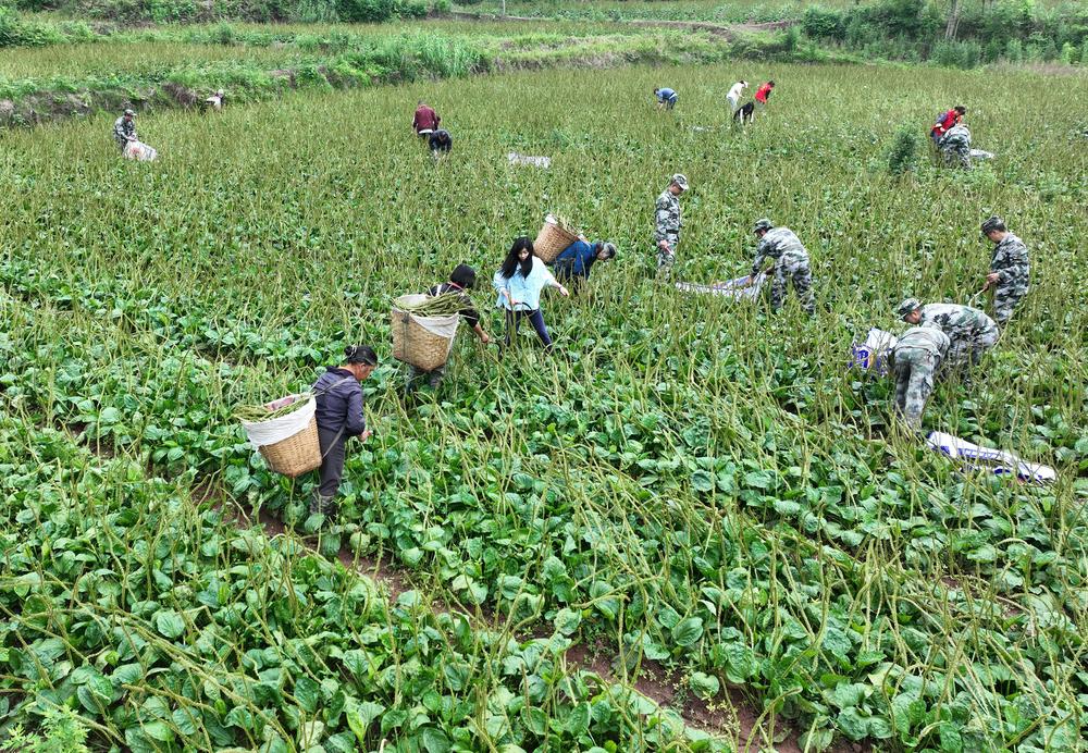 东兴区：“志愿助收队”田间采药忙