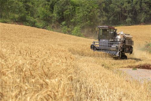 简阳：寨子村“麦”向好收成