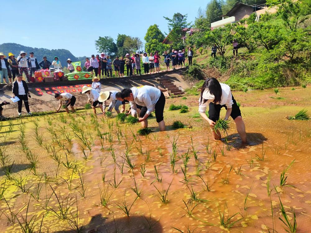 青神县开展“竹乡揽春 插秧兴农”趣味运动会