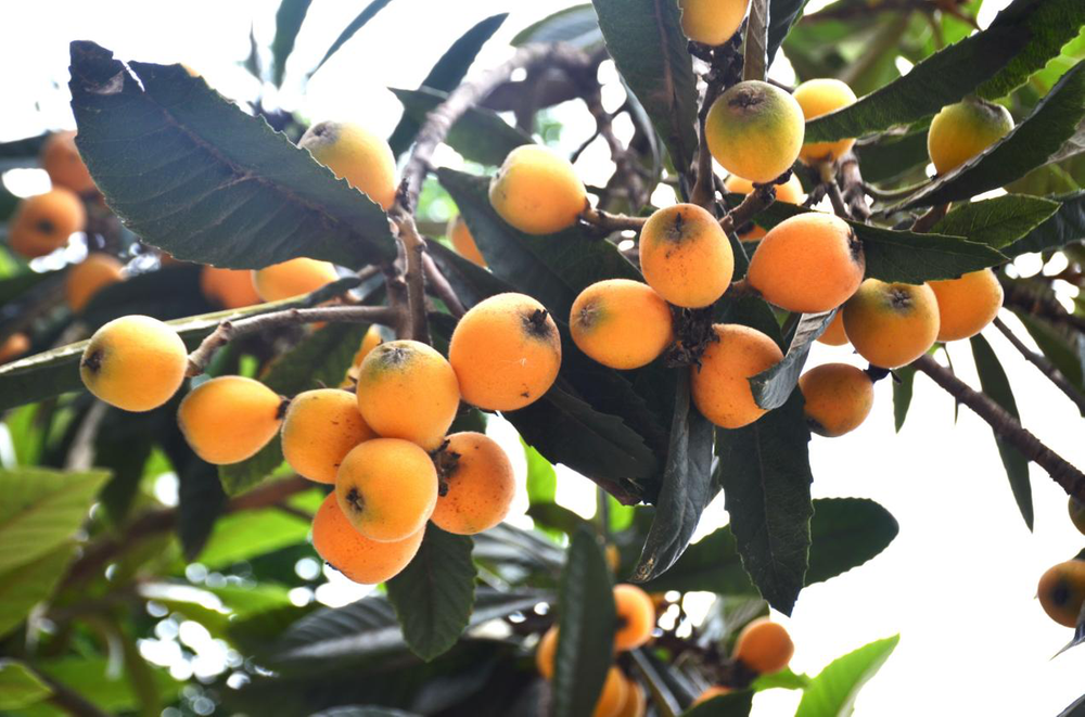 邻水县丰禾镇：小小枇杷园 筑牢增收路