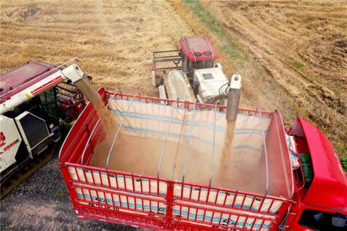 广安区2.1万亩小麦丰收开镰