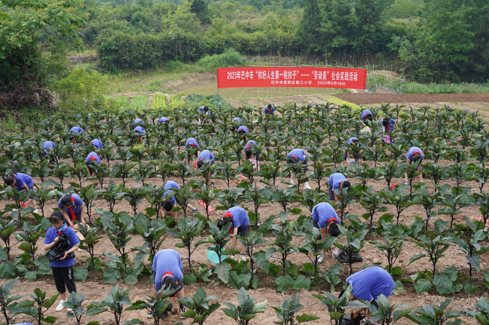 恩阳三小开展“扣好人生第一粒扣子”——“劳动美”社会实践活动