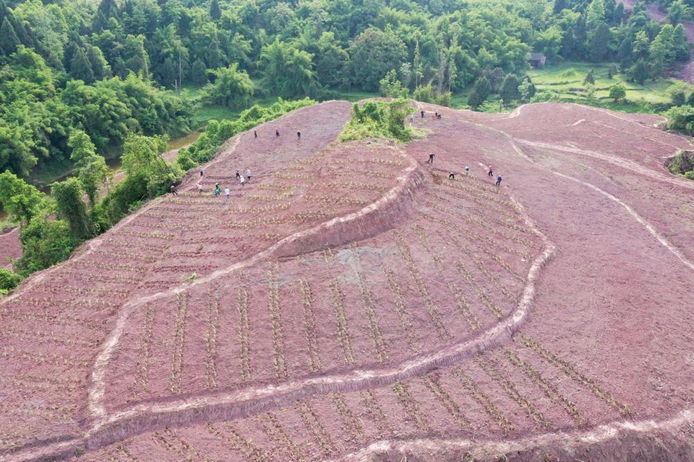 广安区：4.5万亩“玉米（高粱）+大豆”科学套种促增收