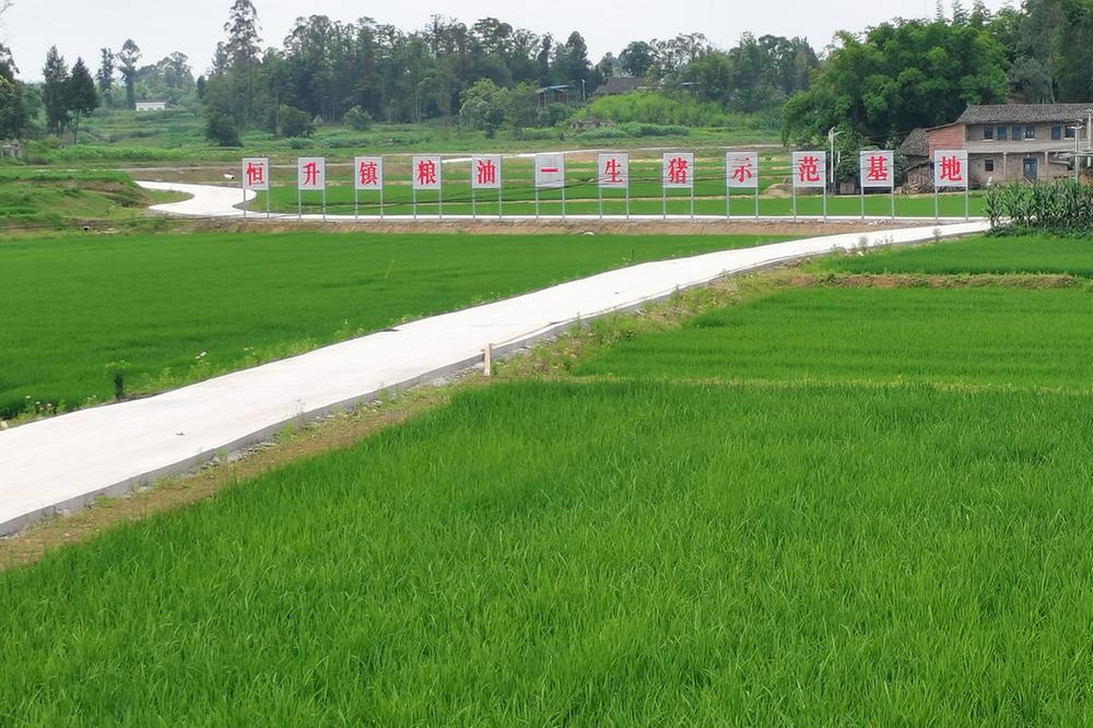 恒升镇：“优质粮油+”运作模式助农业增产增收