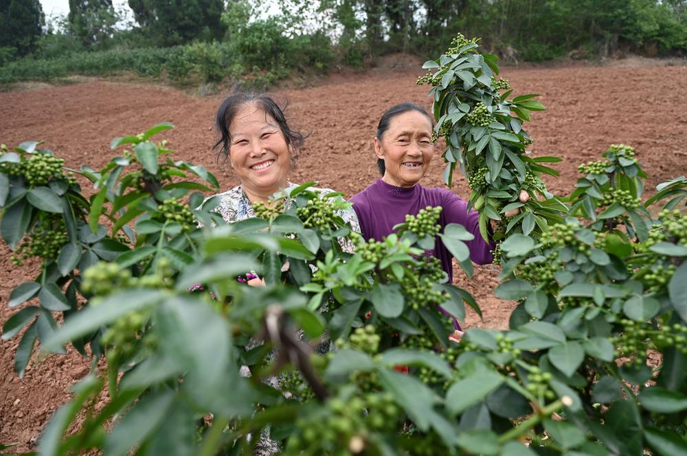东兴区：六月采摘季 椒香扑面来
