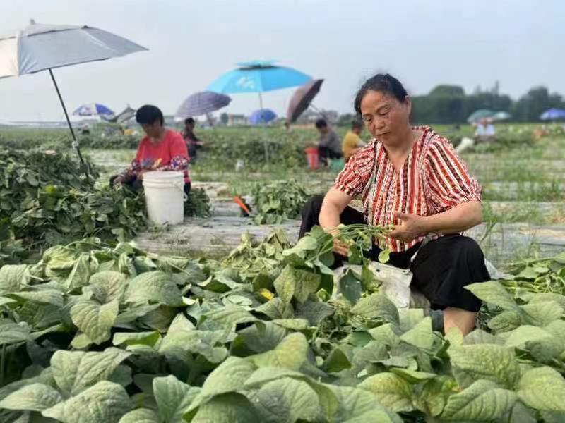 青神县第一季春大豆喜迎丰收