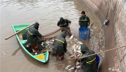 内江市市中区：清水养鱼奔小康 乡村振兴动力强