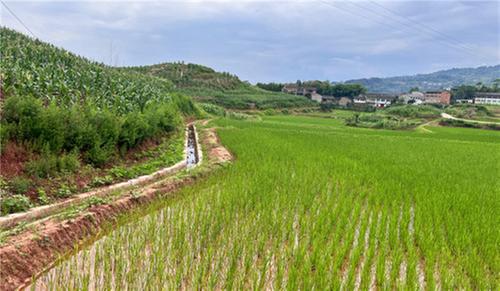 邻水县：做实高标准农田建设 夯实农业发展“耕”基
