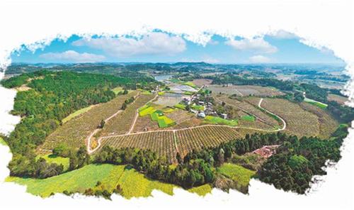 做优做强丘区表达 擘画乡村振兴“简阳实践”