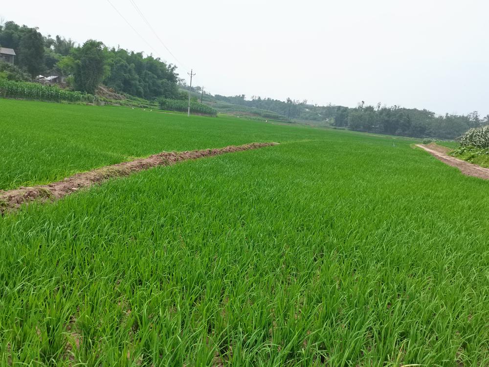 武胜县：扩量提质优化生产  固牢粮食安全屏障