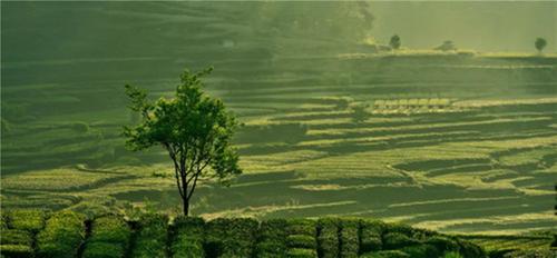 这个夏天，一定要去一趟雅安名山