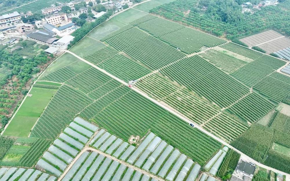 青神：套种玉米首季收获 亩产上千斤