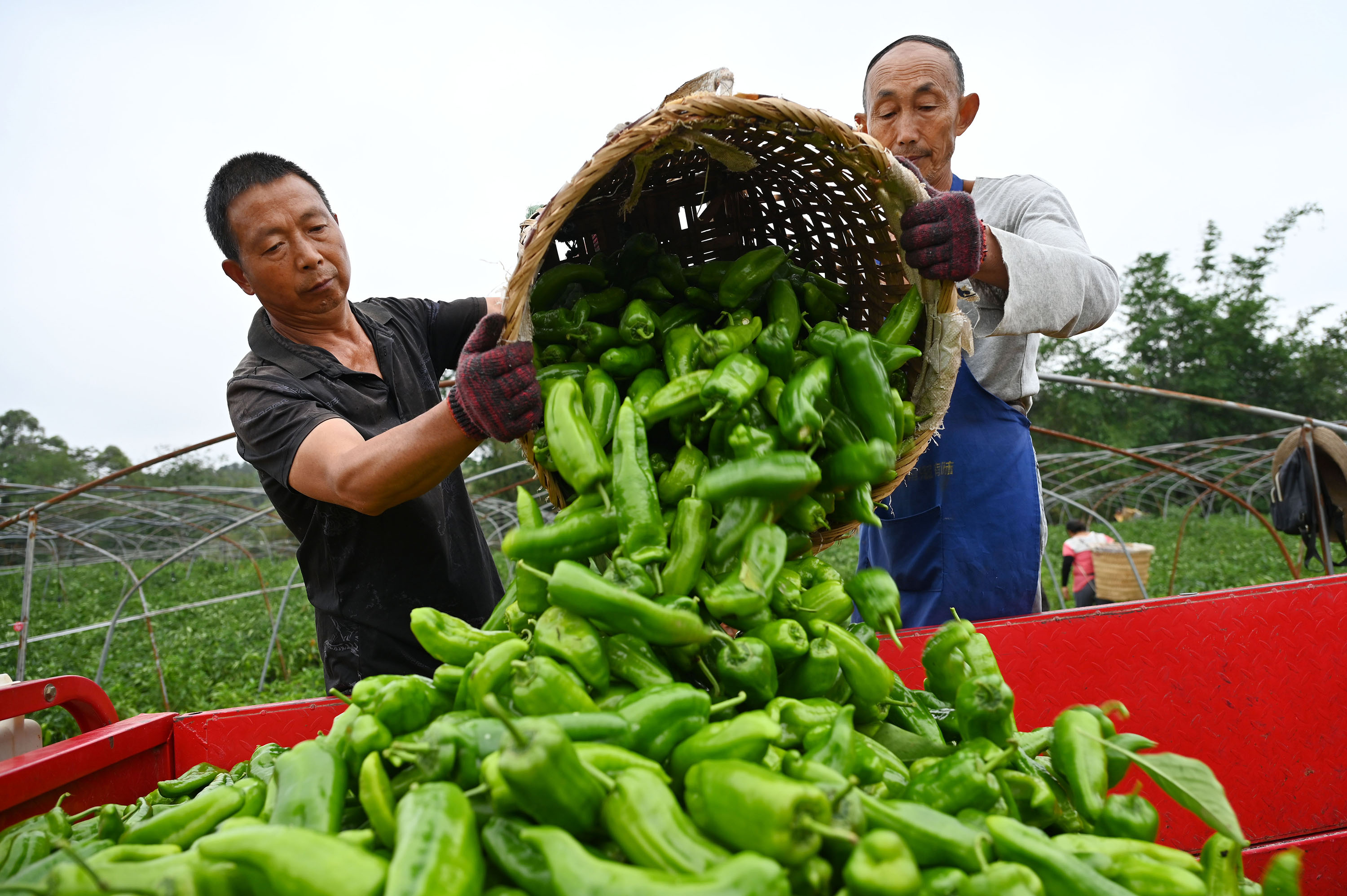 东兴区：大海椒丰收富农家