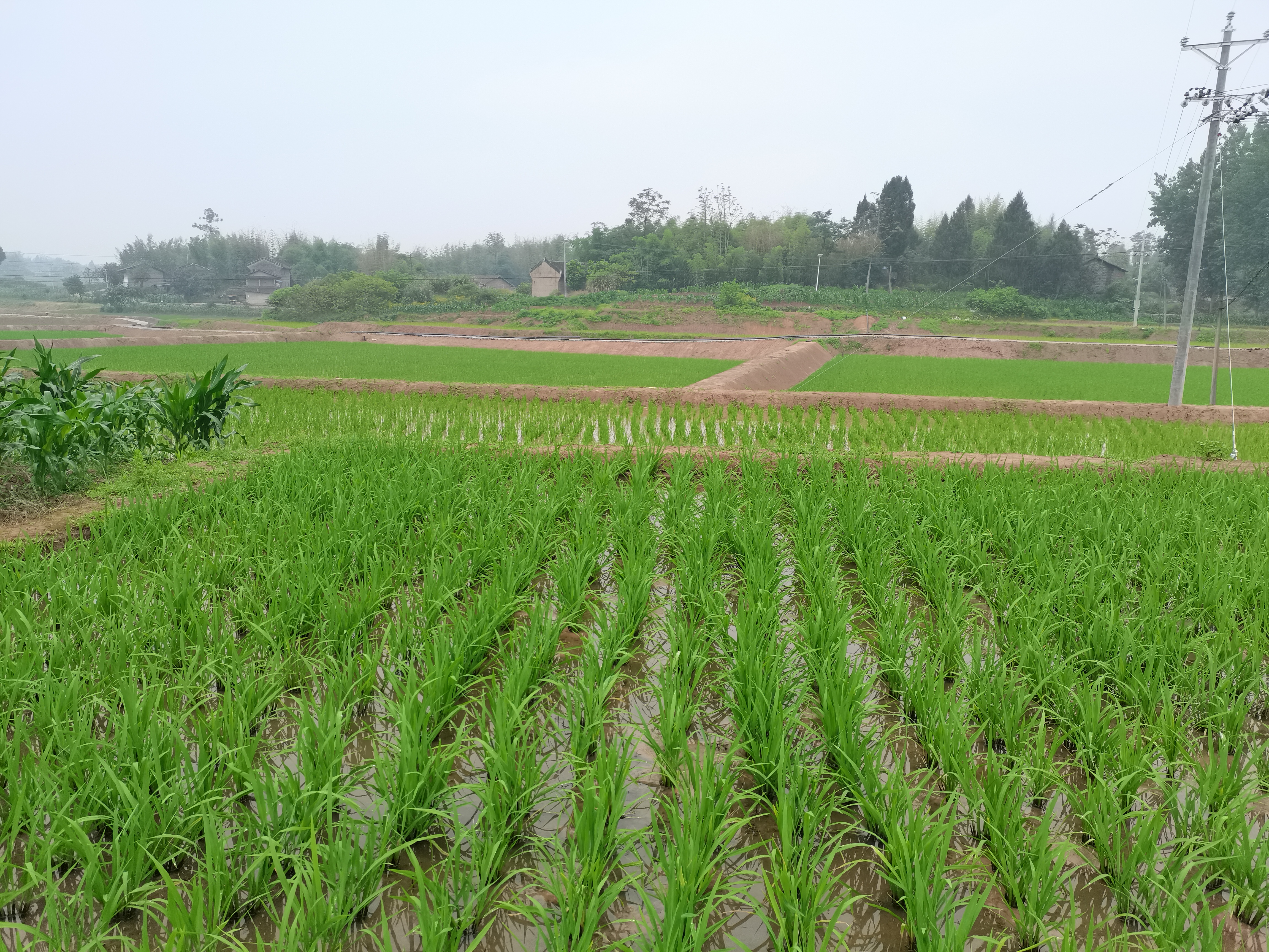 龙台镇：因地制宜发展产业，助力粮油稳产增收