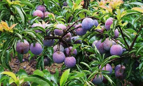 剑峰镇：4000余亩李子陆续成熟上市