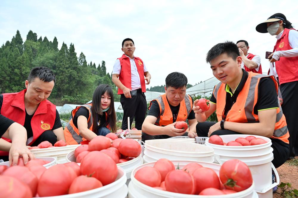 东兴区：党员志愿者田间助残采收忙