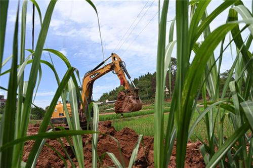 东兴区：建设“鱼米之乡” 夯实“天府粮仓”