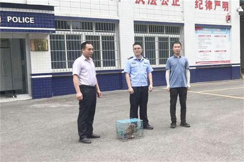 华蓥市：警民携手成功救助“国保”猫头鹰