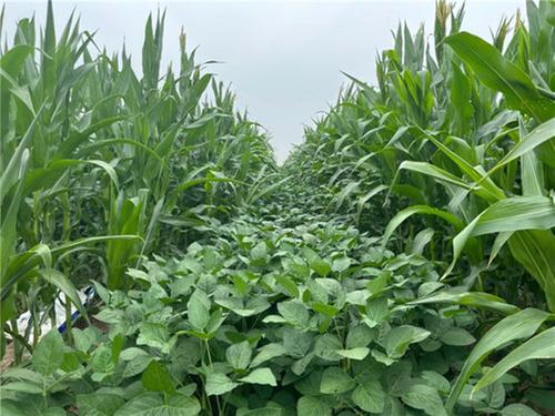 大豆玉米“手牵手”，市中区这里一地两种双丰收