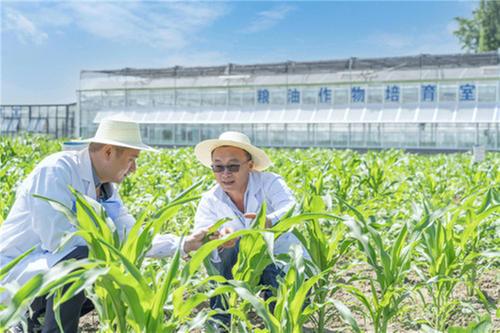 青神县：奋力建设更高水平“天府粮仓”特色示范区