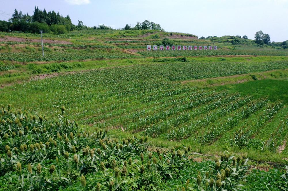 龙台镇：“大豆+高粱”复合种植 土地增效农民增收