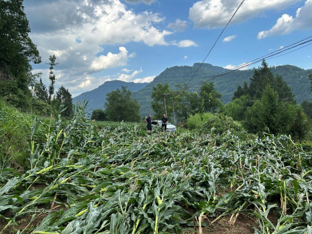 南江县兴马镇：积极应“烤” 齐心抗灾保丰收