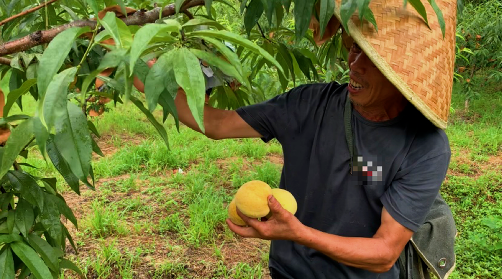 茅桥镇黄桃迎来丰收季 甜蜜产业结出致富“金果”