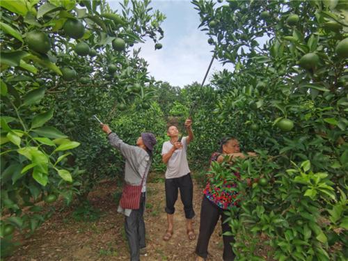 藏富于民  丹棱县农旅产业稳步发展
