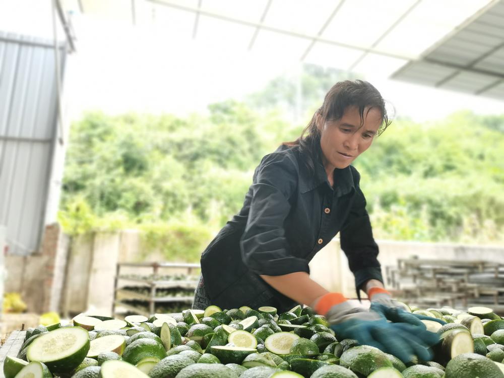 邻水县“小青果”变“小金果”