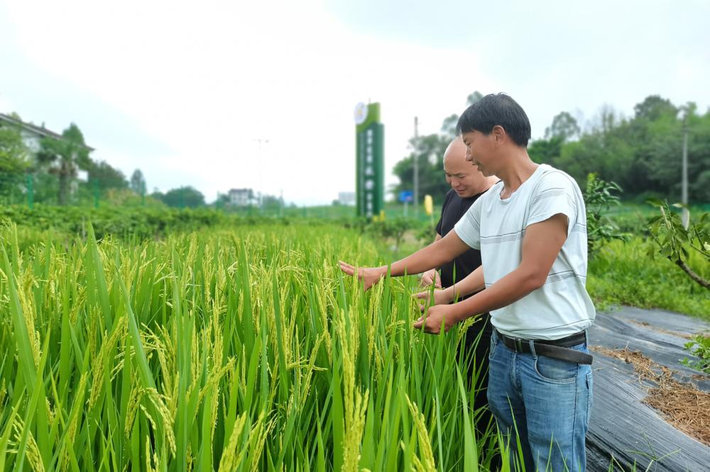 邻水县：旱稻试种助力粮食增收