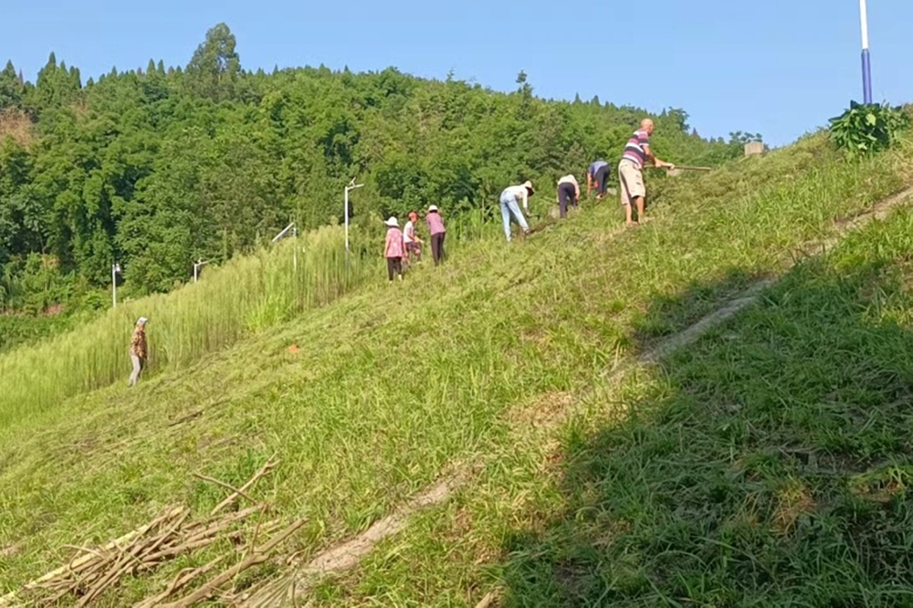 广安经开区枣山街道清理杂草 为水库“强身健体”