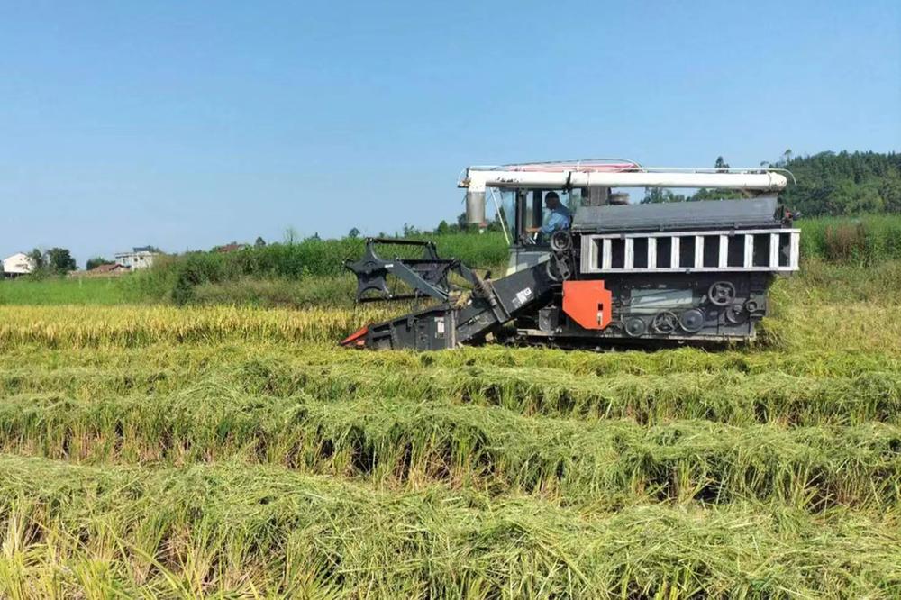岳池县石垭镇：水稻丰收，收割正忙