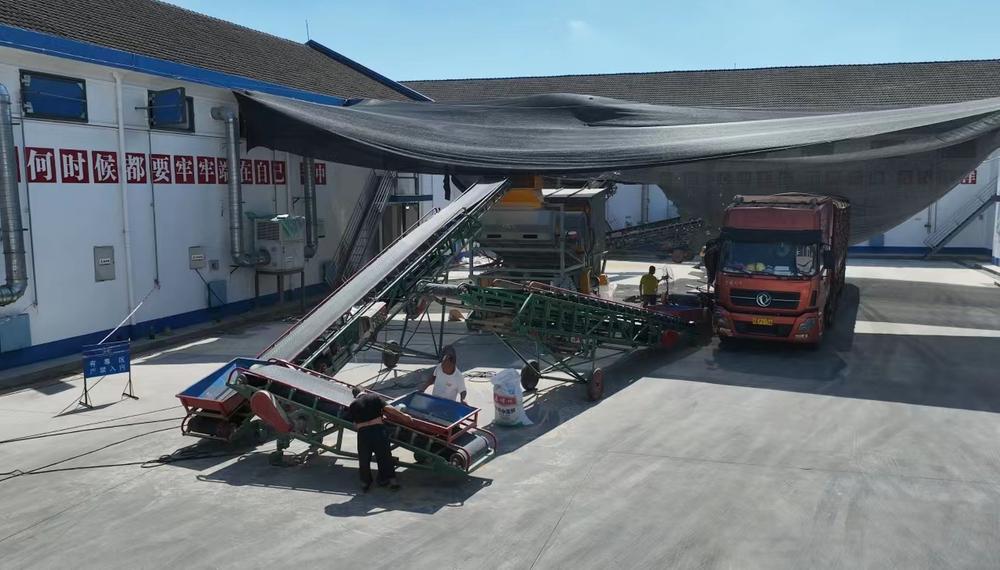 青神县：全面做好秋粮收购工作