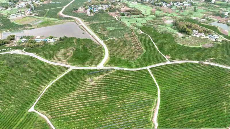 仁寿县：果香满园幸福来 水果产业释放“甜蜜力量”