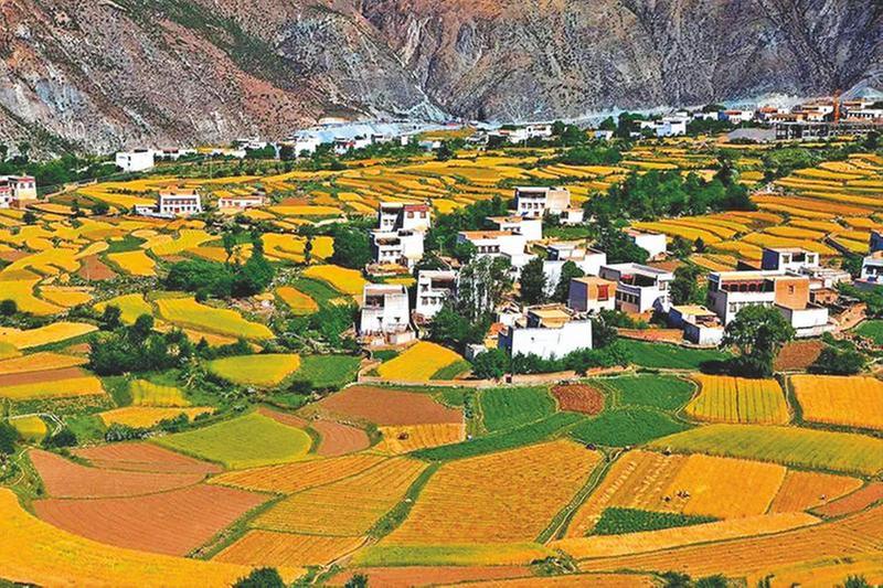 姓农 爱农 为农 青德供销社奏响乡村振兴“交响曲”