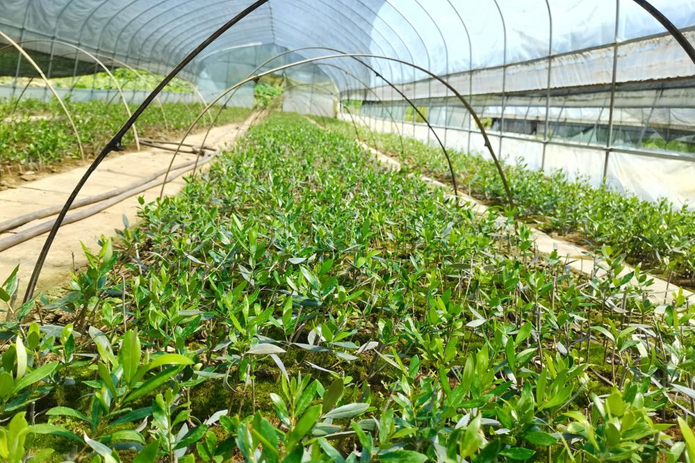 邻水县：油橄榄变身乡村振兴“金果子”