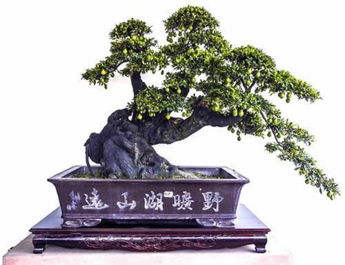 赏盆钵山水 品虬曲雅韵