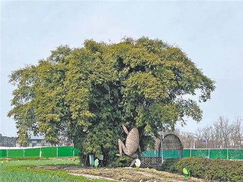 携手“袁”梦共成长