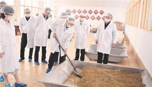 识百草 辨药材 制中药 当“小中医”