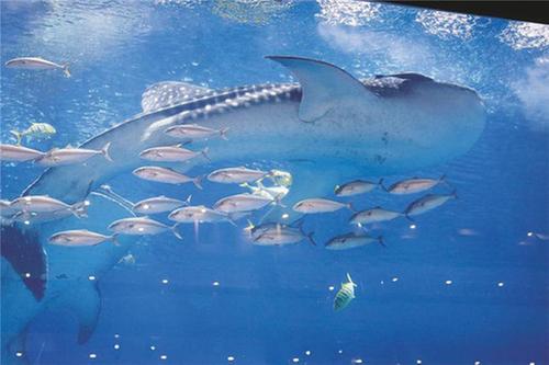 走！去浩海立方海洋公园探秘海洋生物多样性