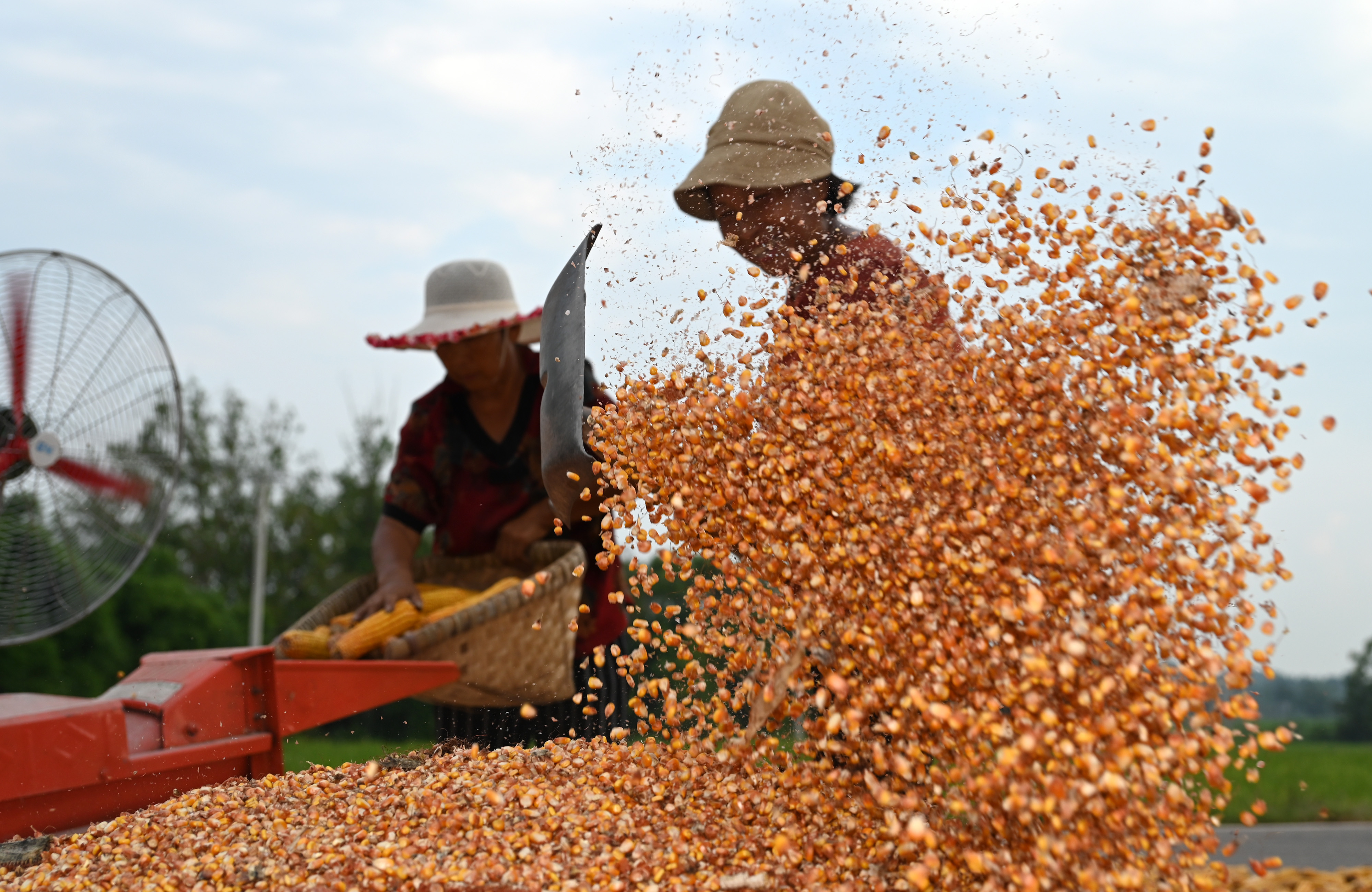 秋收序曲响 颗粒归粮仓