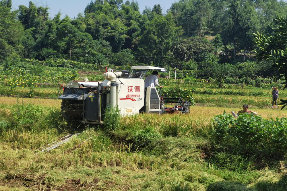广安经开区奎阁街道全面抓好秋收工作