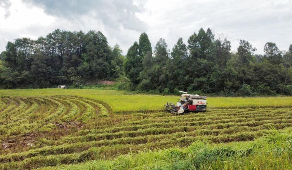 太和镇：稻浪飘香水稻收割按下“快进键” 