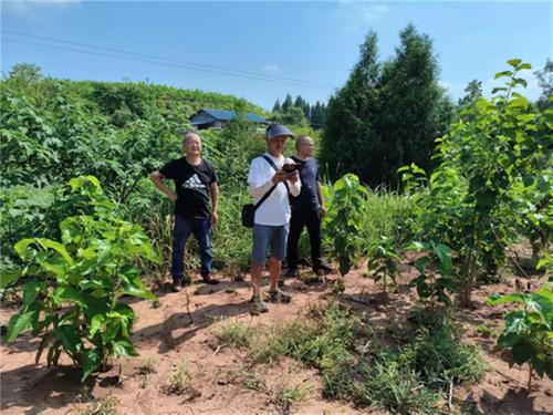 酉溪镇：开辟蚕桑产业新路子 增添乡村振兴新活力 