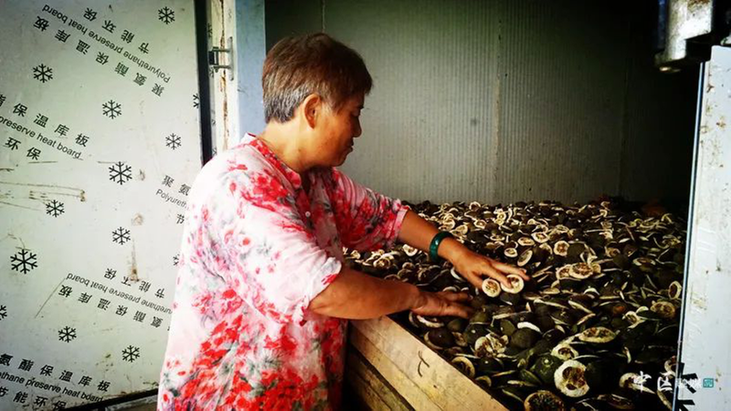 内江市市中区：小枳壳变身助农增收“致富果”