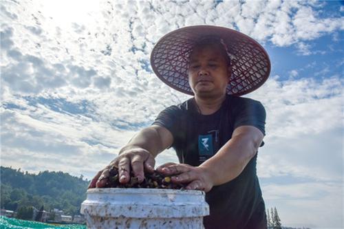 种粮大户“话丰收”：来自田头的“苦”与“乐”