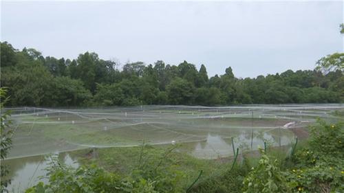 简阳市：小泥鳅“钻”出大产业