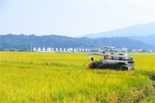 洪雅种粮大户“话丰收”：来自田间地头的“破”与“立”